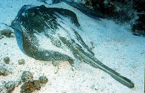 Image of Dasyatis brevis (Whiptail stingray)
