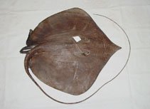 Image of Fontitrygon colarensis (Colares stingray)