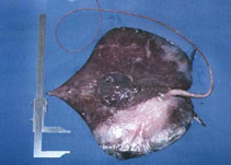 Image of Fontitrygon geijskesi (Sharpsnout stingray)
