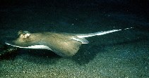 Image of Neotrygon kuhlii (Blue-spotted stingray)