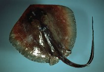 Image of Hypanus say (Bluntnose stingray)