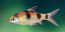 Image of Dawkinsia srilankensis (Blotched filamented barb)