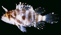 Image of Neochirus barberi (Hawaiian lionfish)