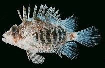 Image of Neochirus brachyptera (Dwarf lionfish)