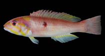 Image of Decodon melasma (Blackspot wrasse)