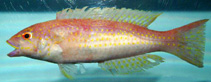Image of Decodon puellaris (Red hogfish)