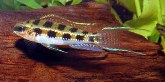 Image of Dicrossus filamentosus (Chessboard cichlid)