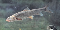 Image of Ptychobarbus kaznakovi 