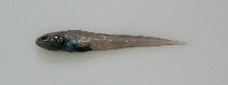 Image of Dicrolene quinquarius 
