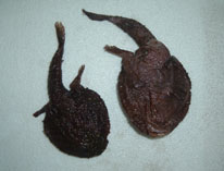 Image of Dibranchus spinosus 