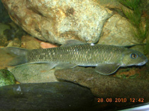 Image of Discogobio yunnanensis 