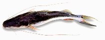 Image of Platysilurus malarmo 