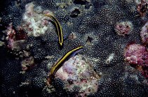 Image of Elacatinus figaro (Barber goby)