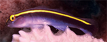 tn_Elxan_u1.jpg