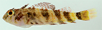 Image of Enneanectes flavus (Yellowtail rriplefin)