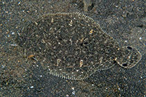 Image of Engyprosopon grandisquama (Largescale flounder)