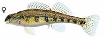 Image of Etheostoma birminghamense (Birmingham darter)