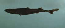Image of Etmopterus gracilispinis (Broadbanded lanternshark)