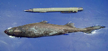 Image of Etmopterus schultzi (Fringefin lanternshark)