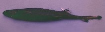Image of Etmopterus polli (African lanternshark)