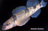 Image of Etheostoma tetrazonum (Missouri saddled darter)