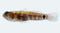 Image of Eviota indica (Indian dwarfgoby)