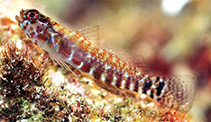 Image of Eviota melanosphena (Wedge dwarfgoby)
