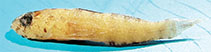 Image of Eviota mimica (Mimic dwarfgoby)