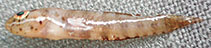 Image of Eviota mimica (Mimic dwarfgoby)
