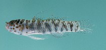 Image of Eviota pardalota (Leopard dwarfgoby)