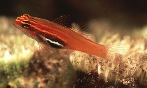 Image of Eviota atriventris (Blackbelly dwarfgoby)