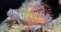 Image of Eviota pictifacies (Paintedface dwarfgoby)