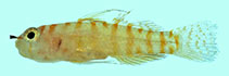 Image of Eviota pinocchioi (Pinocchio dwarfgoby)