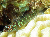 Image of Eviota prasina (Greenbubble dwarfgoby)