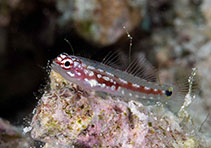 Image of Eviota zebrina (Zebra dwarfgoby)