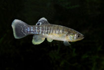 Image of Fundulus heteroclitus (Mummichog)