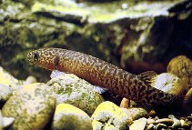 Image of Galaxias brevipinnis (Koaro)