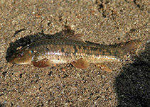Image of Garra gotyla (Sucker head)