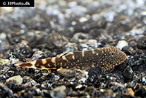Image of Gastromyzon ocellatus (Eyespotted Borneo sucker)