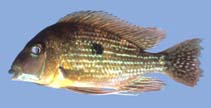 Image of Geophagus brachybranchus 