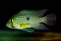 Image of Geophagus iporangensis 