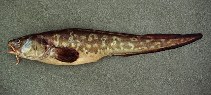 Image of Genypterus maculatus (Black cusk-eel)