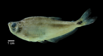 Image of Gilbertolus alatus 