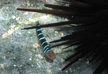 Image of Ginsburgellus novemlineatus (Nineline goby)