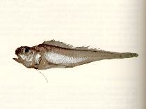 Image of Glyptophidium macropus 