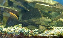 Image of Pterygoplichthys scrophus 