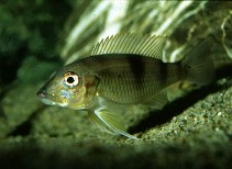 Image of Gnathochromis permaxillaris 