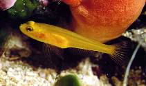 Image of Gobius auratus (Golden goby)