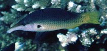 Image of Gomphosus caeruleus (Green birdmouth wrasse)