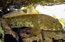 Image of Gobius cobitis (Giant goby)